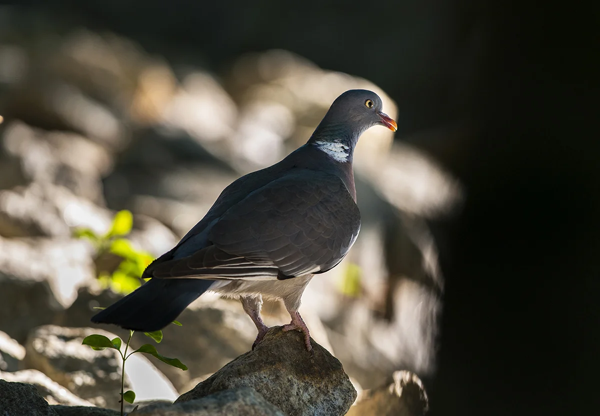 Pombo torcaz.jpg