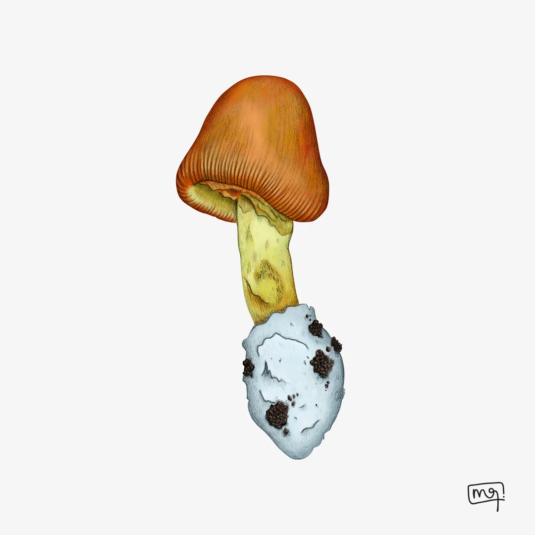 comestible1.jpg