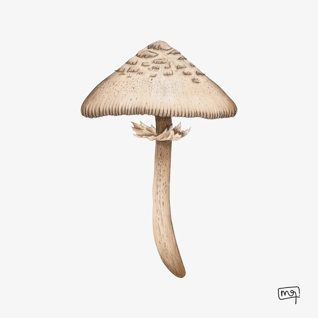 chllorophylummolibdytes1.jpg