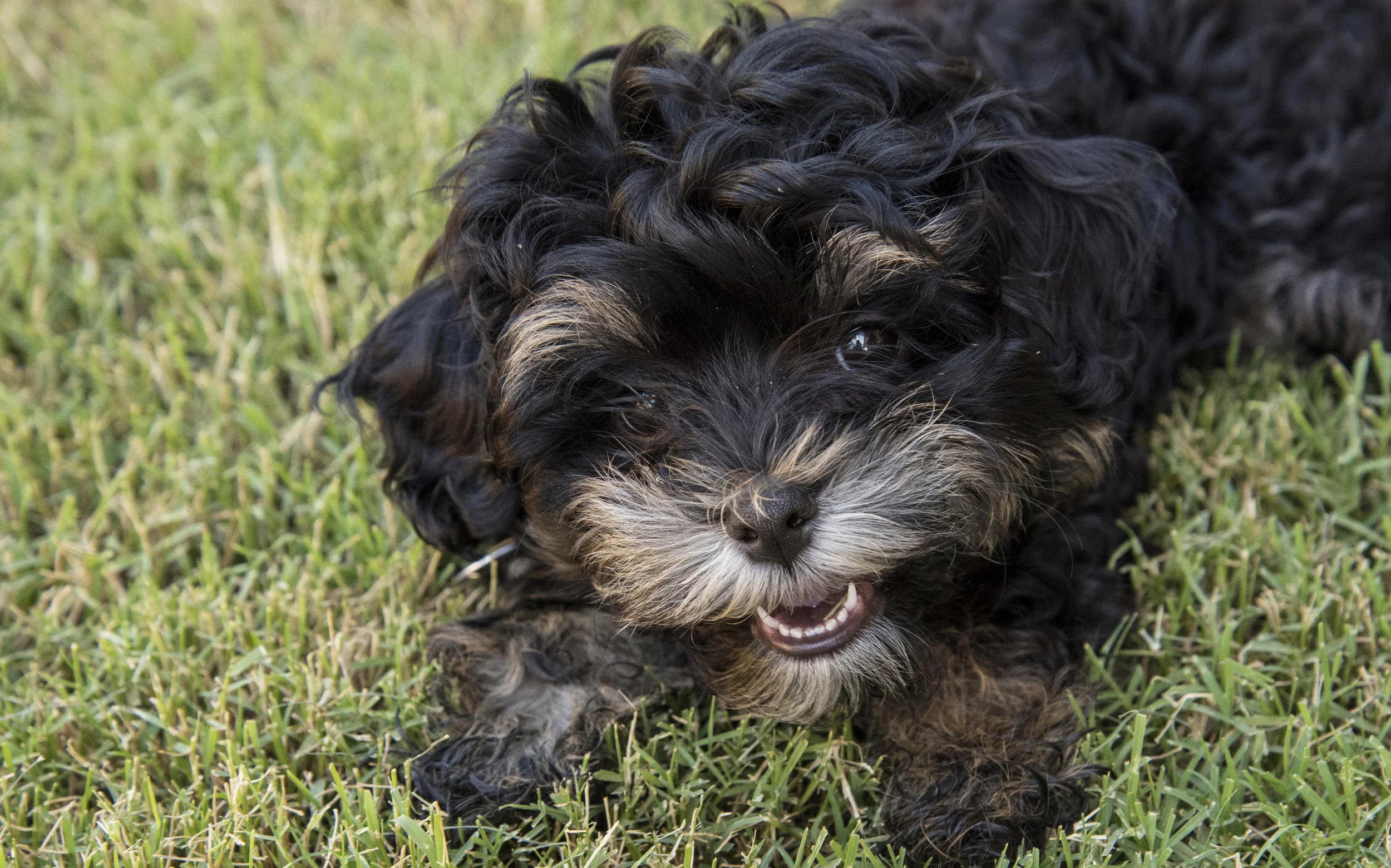 week long dog training