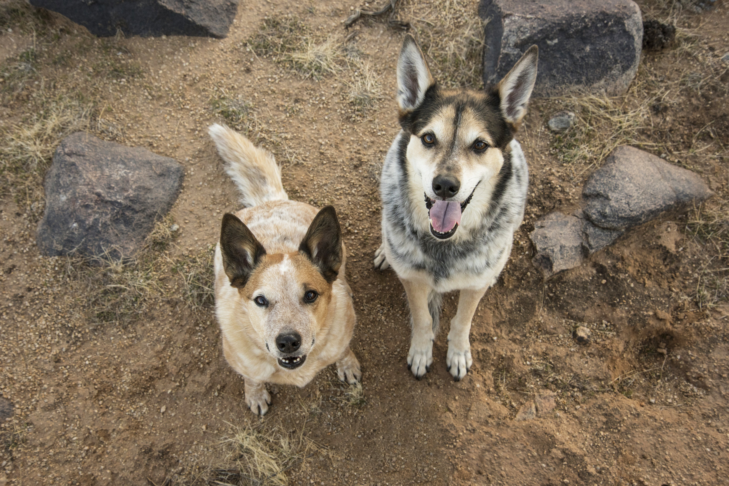 About At Home Private Dog Boarding And Training In Paradise Valley