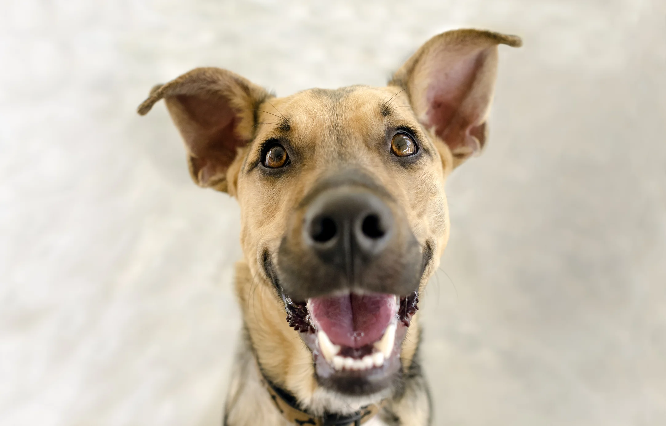 Contact Puppy Potty & Socialization Training Destination Dog Training