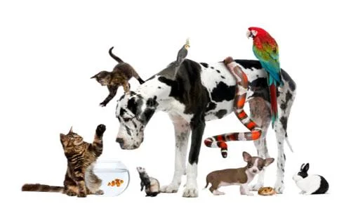 Pet Care