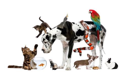 Pet Care