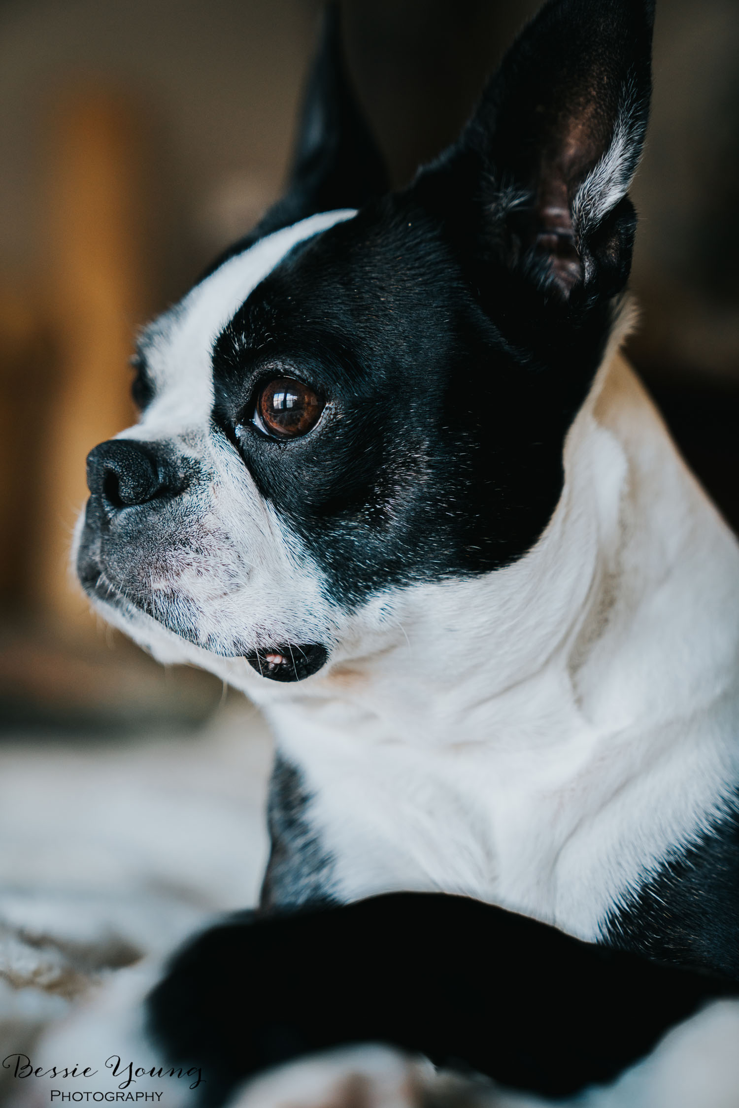 Yota the Boston Terrier Dog Pet Portrait photographed by Bessie Young Photography
