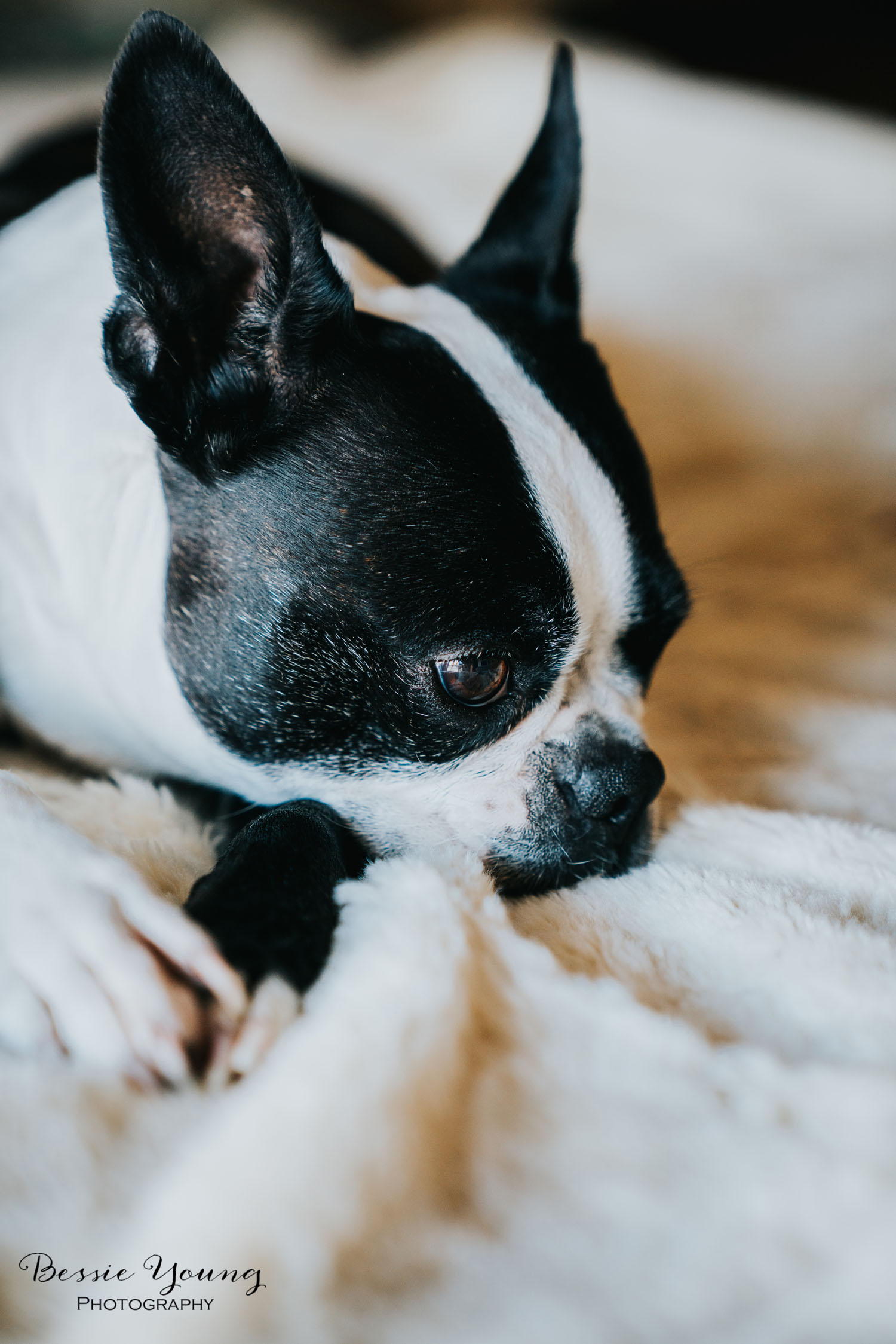 Yota the Boston Terrier Dog Pet Portrait photographed by Bessie Young Photography