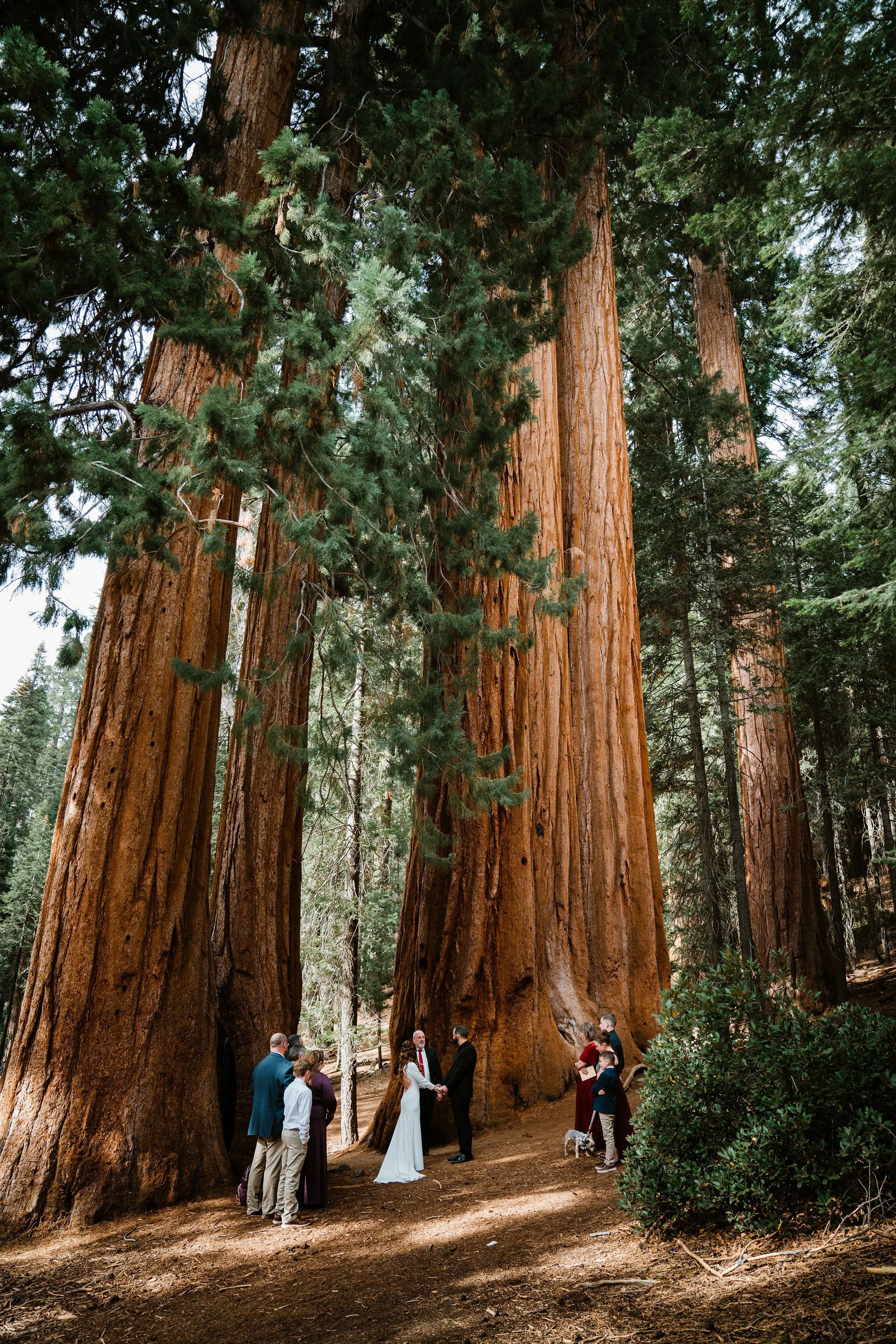 HalieandJeremysWeddingSequioaNatioalPark-BessieYoungPhotography-65.jpg