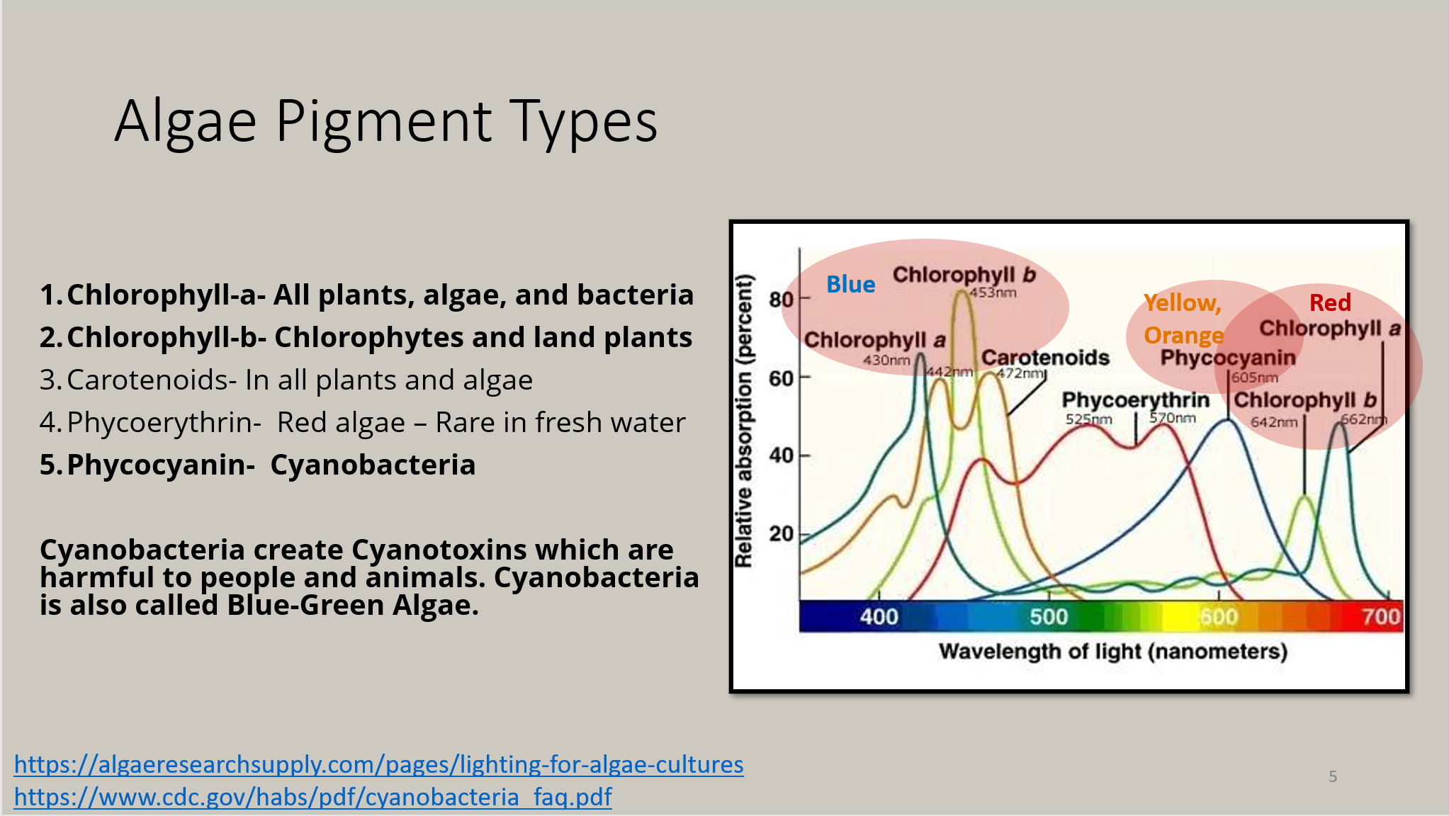 Alge pigment types.PNG