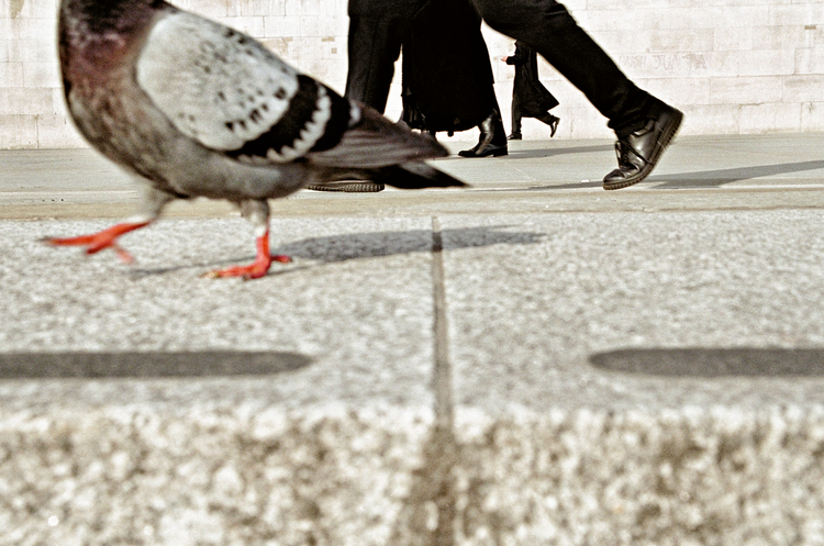 " I had been bent over with my bum in the air for about half an hour when a rather confident pigeon walked past. I instinctively shot this frame but as I was doing it I noticed something had happened with the human legs as well." For more background from Matt clickthrough Copyright: Matt Stuart 2016