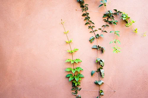 Mexican-Home-Art-Vines-mexico-framed-karina-mora-prints-.jpg