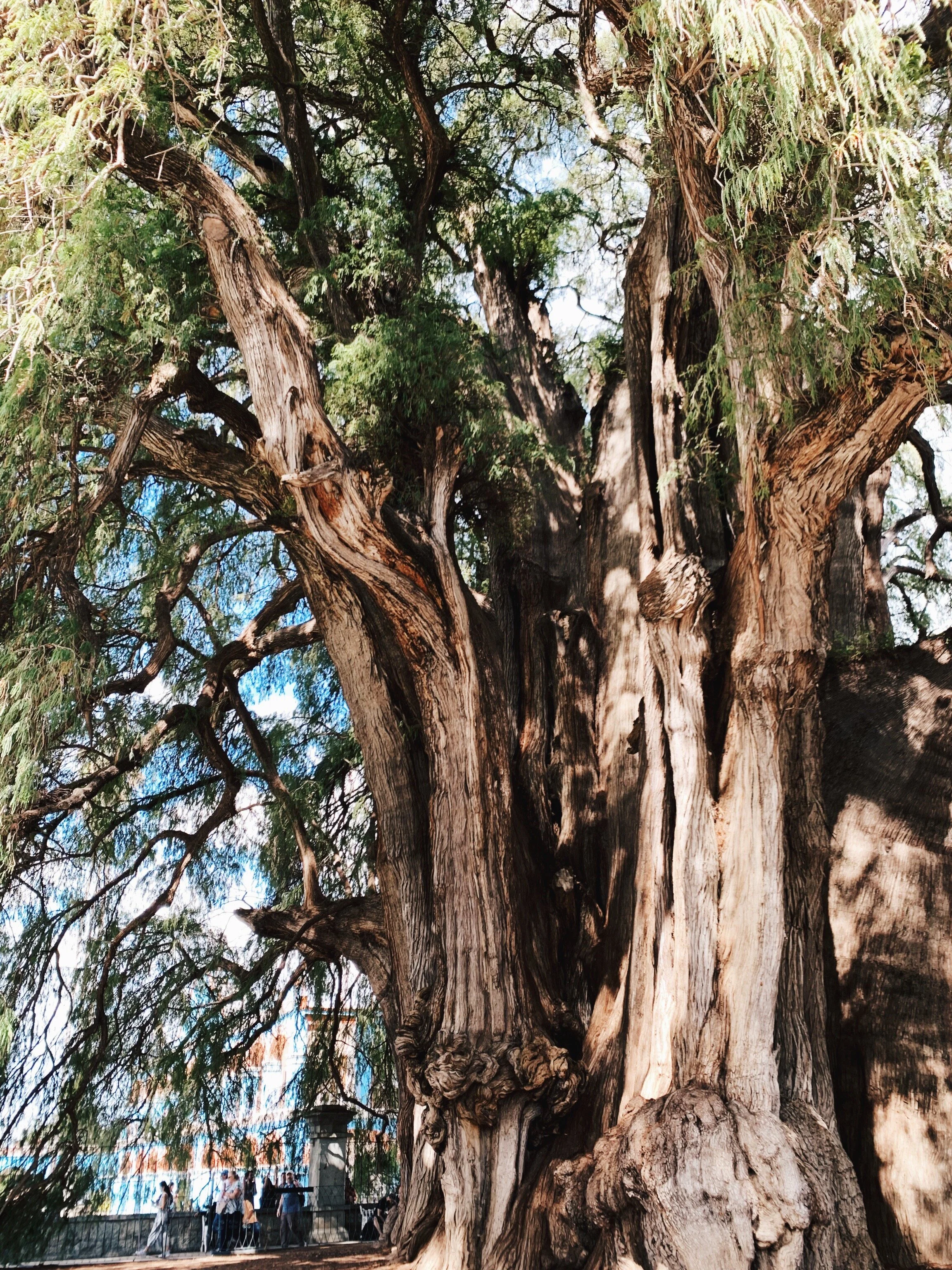 muñeco woody español