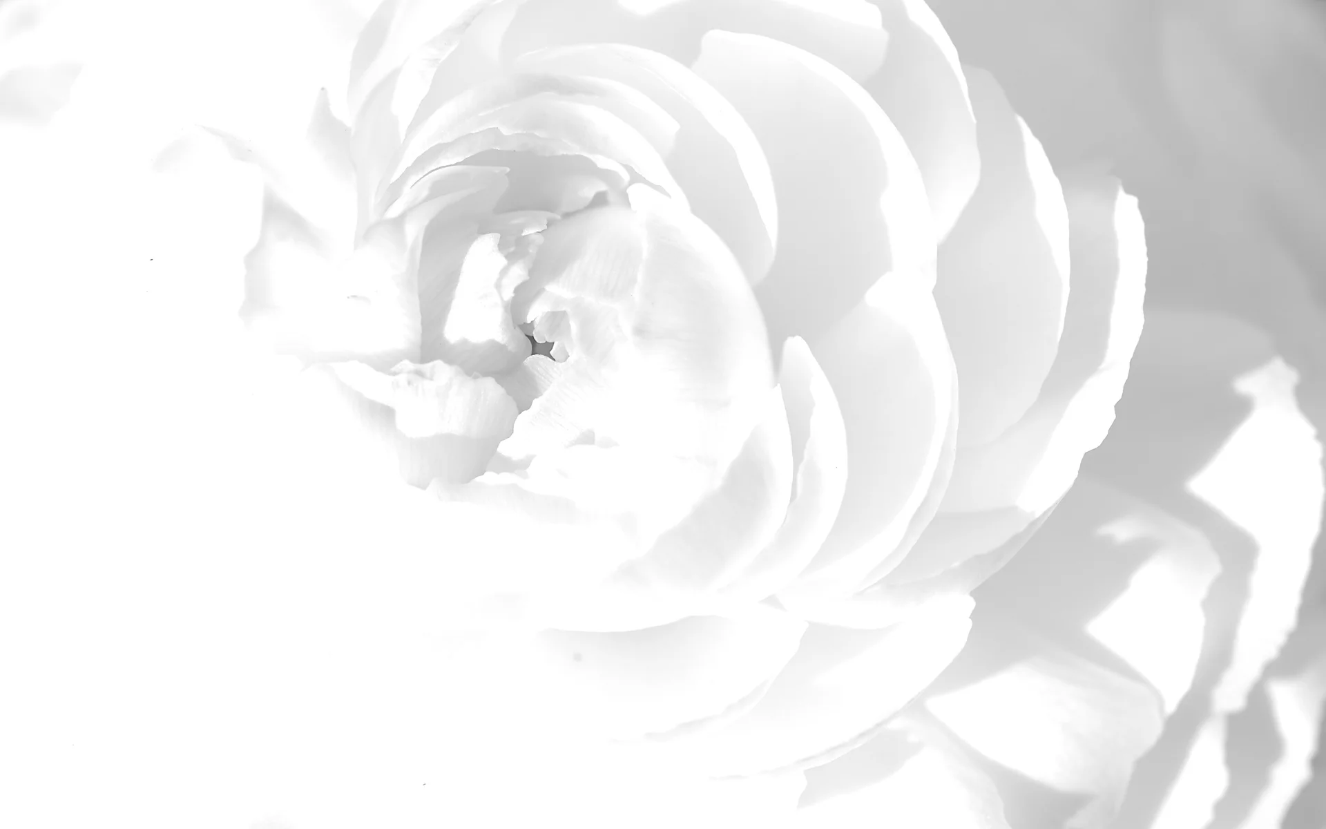 Black and White Flower Backgrounds - Download Wallpaper Free.jpg