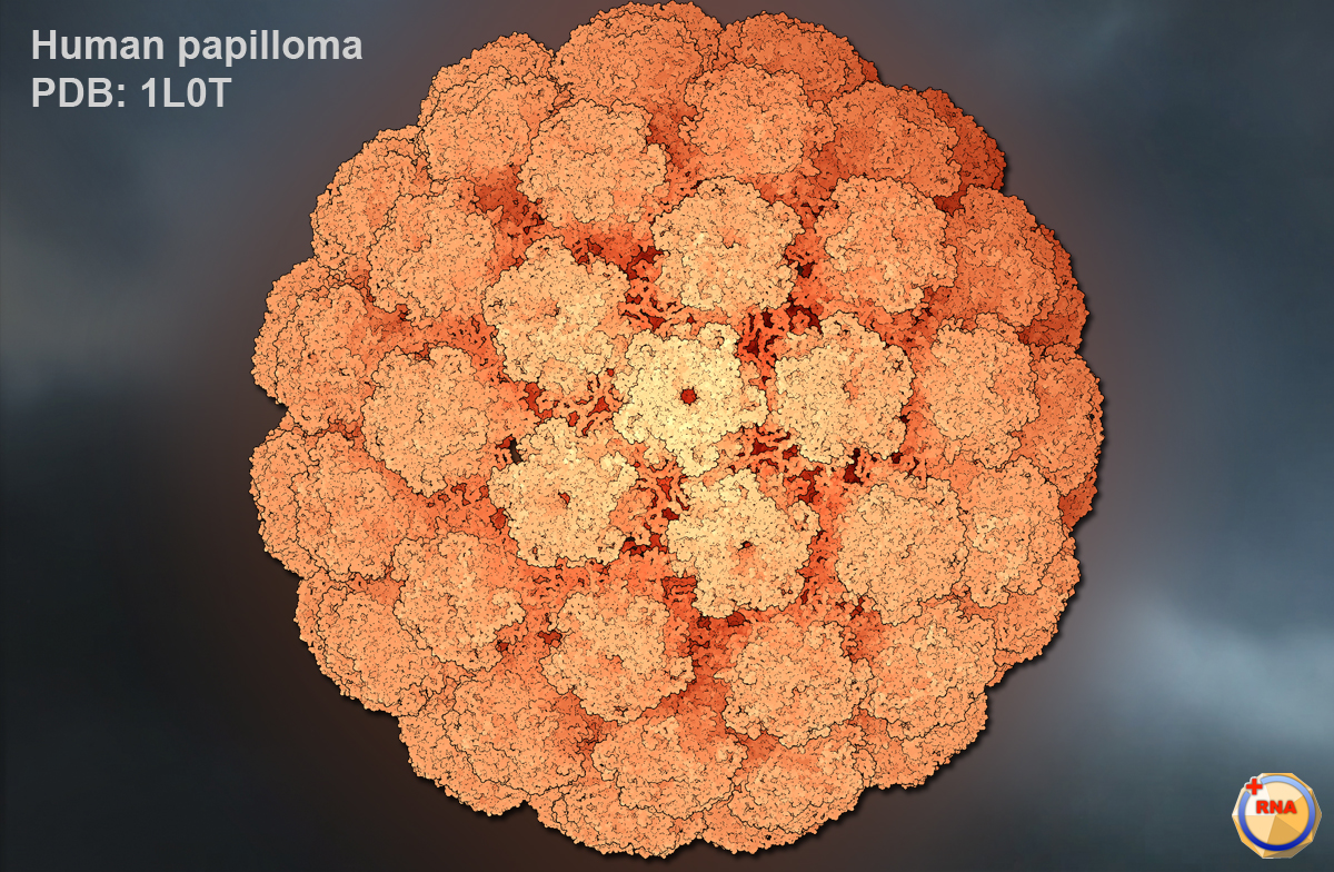 The human papillomavirus life cycle