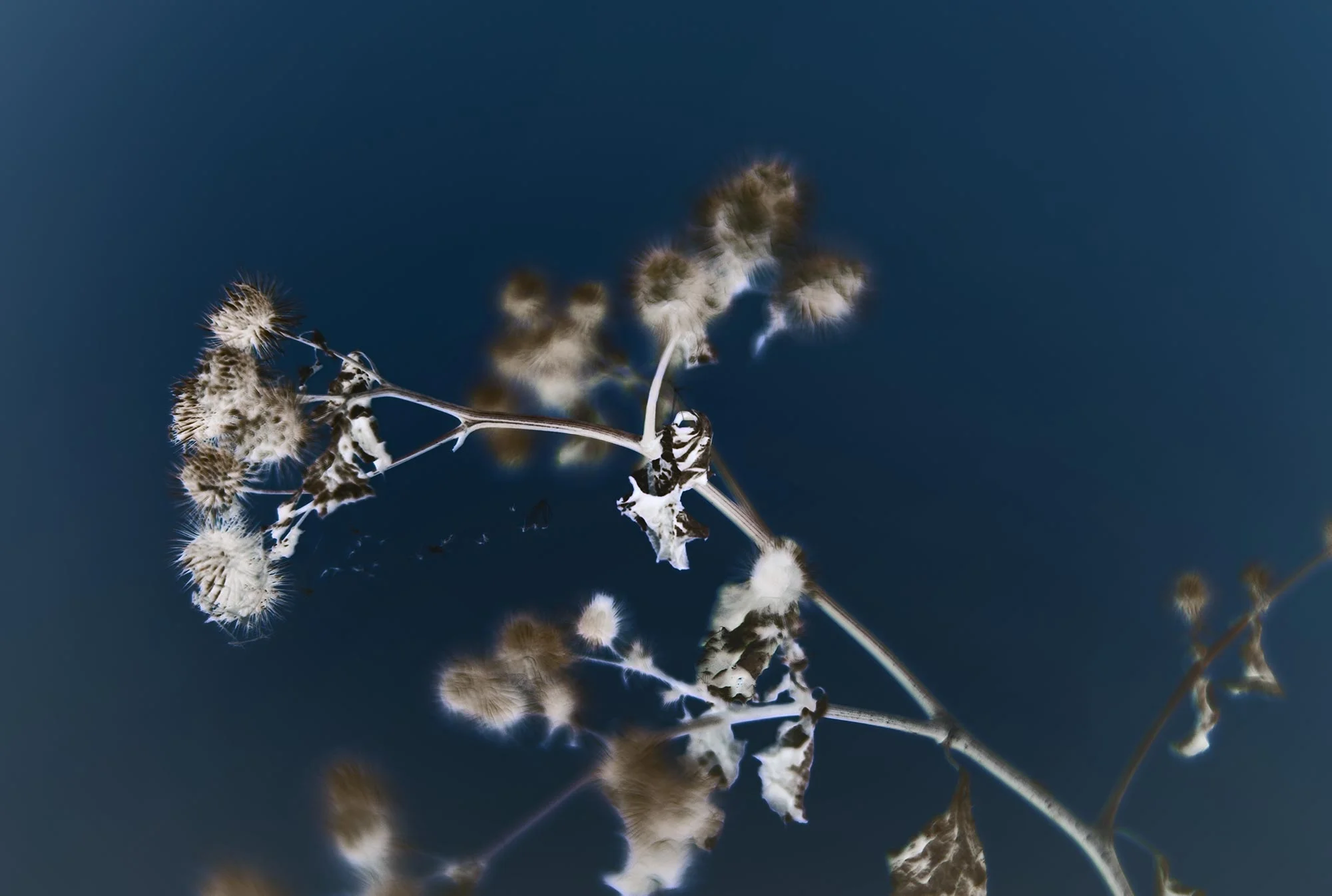 L1000407.jpg