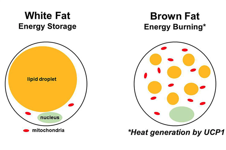 Diagram comparing brown fat and white fat cells