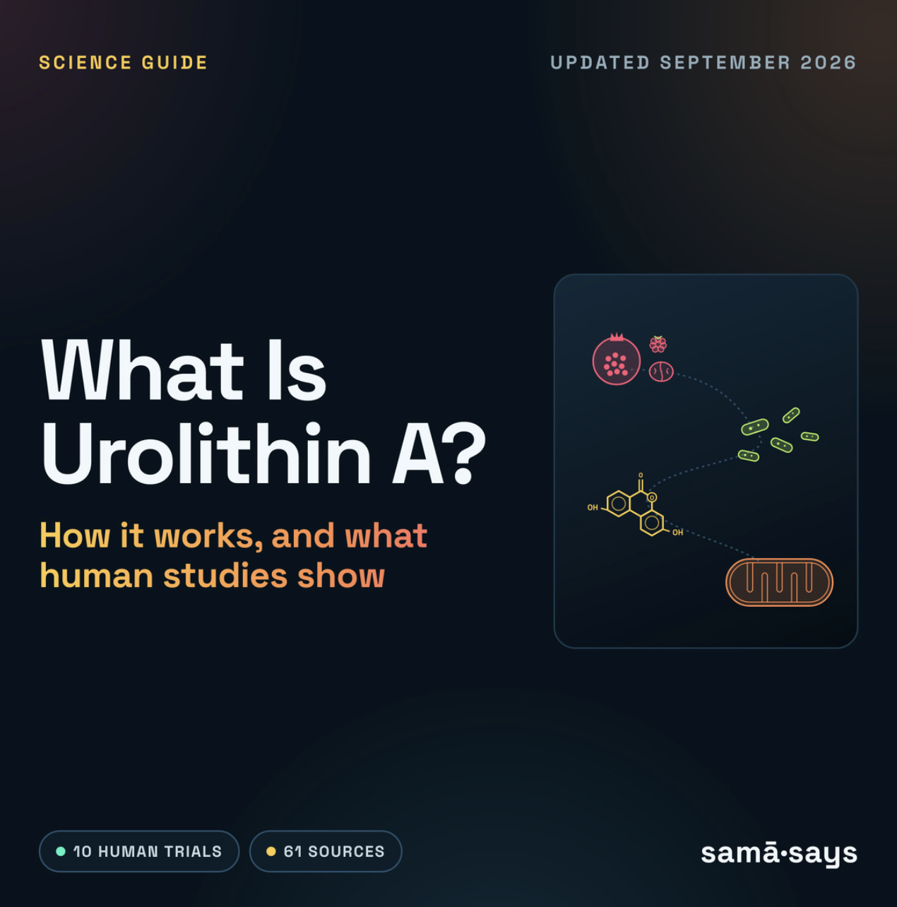 What is Urolithin A? Exploring the Powerful Benefits of Timeline Nutrition's Key Molecule