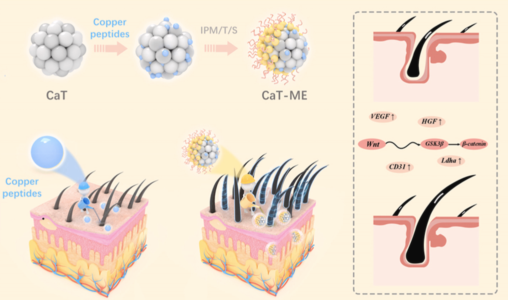 Scientific diagram showing how GHK-CU copper peptides support hair follicle regeneration, improve circulation, and promote hair growth through cellular signaling pathways