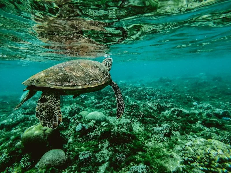 A sea turtle swimming over a coral reef, representing why reef safe sunscreen matters for marine ecosystems