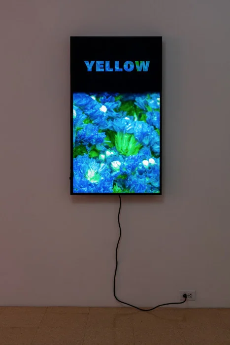 Diana Thater, Colorvision Yellow, 2016, (1) monitor, hard drive, endless loop. Installation view 1301PE.