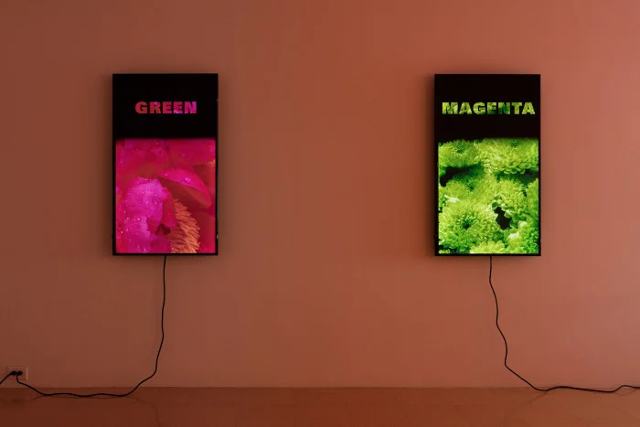 Diana Thater, Colorvision, 2016. Installation view 1301PE.