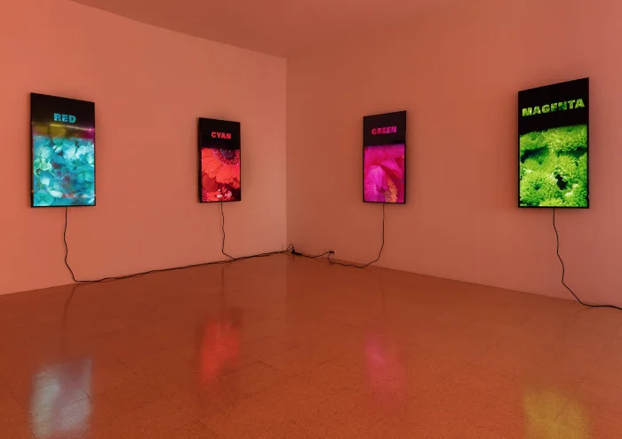Diana Thater, Colorvision, 2016. Installation view 1301PE.