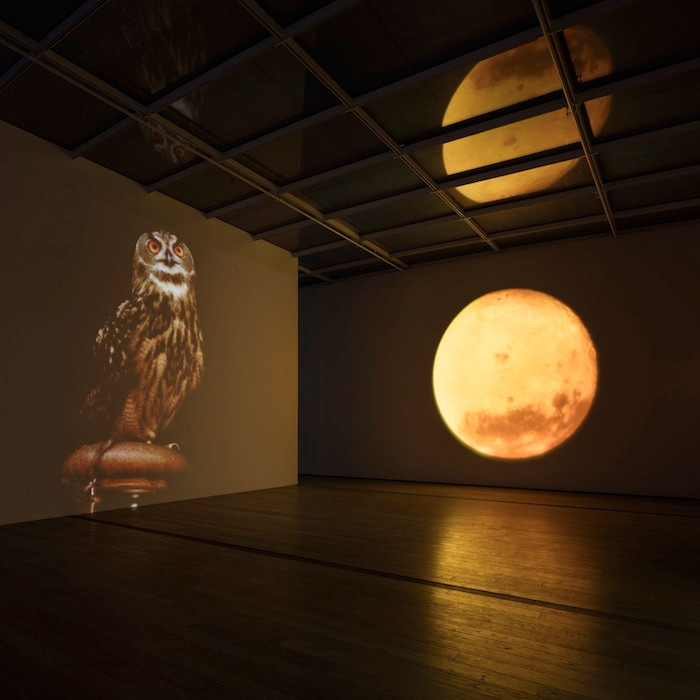 Diana Thater, A Cast of Falcons, 2008