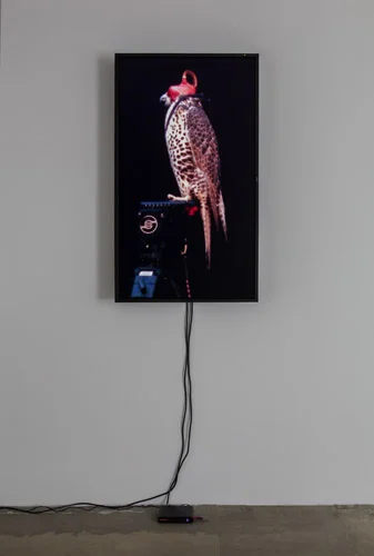 Diana Thater, Female Gyr-Peregrine Falcon (Shumla), 2012, (1) LCD monitor, hard drive, Running Time: endless loop