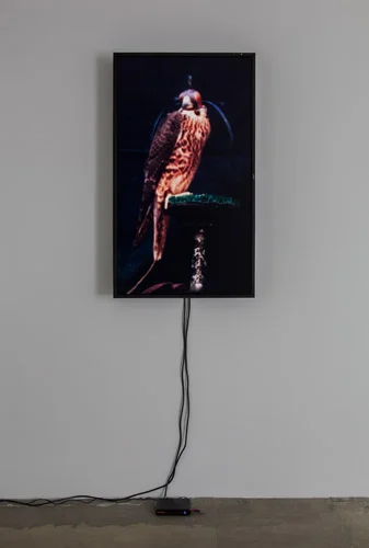 Diana Thater, Female Peregrine Falcon (Brook), 2012, (1) LCD monitor, hard drive, Running Time: endless loop