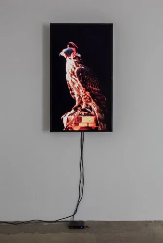 Diana Thater, Male Goshawk (Sarge), 2012, (1) LCD monitor, hard drive, Running Time: endless loop