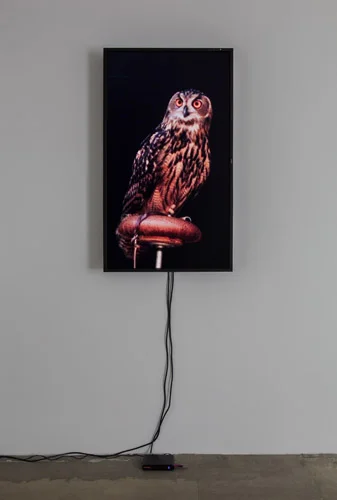 Diana Thater, Male Eurasian Eagle Owl (Big Bird), 2012, (1) LCD monitor, hard drive, Running Time: endless loop