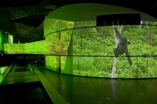 Diana Thater, gorillagorillagorilla, Kunsthaus Graz, Germany, 2009