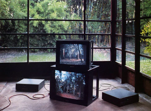Diana Thater, The Best Sense is the Non Sense, 1998, Two channel video projection, video monitor