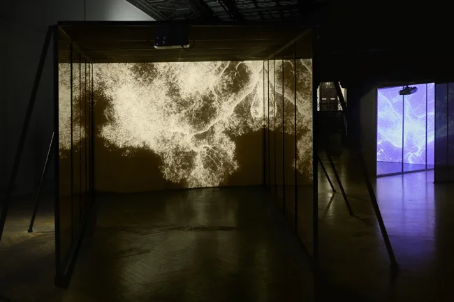 Pae White, Dying Oak, 2009, Video projection