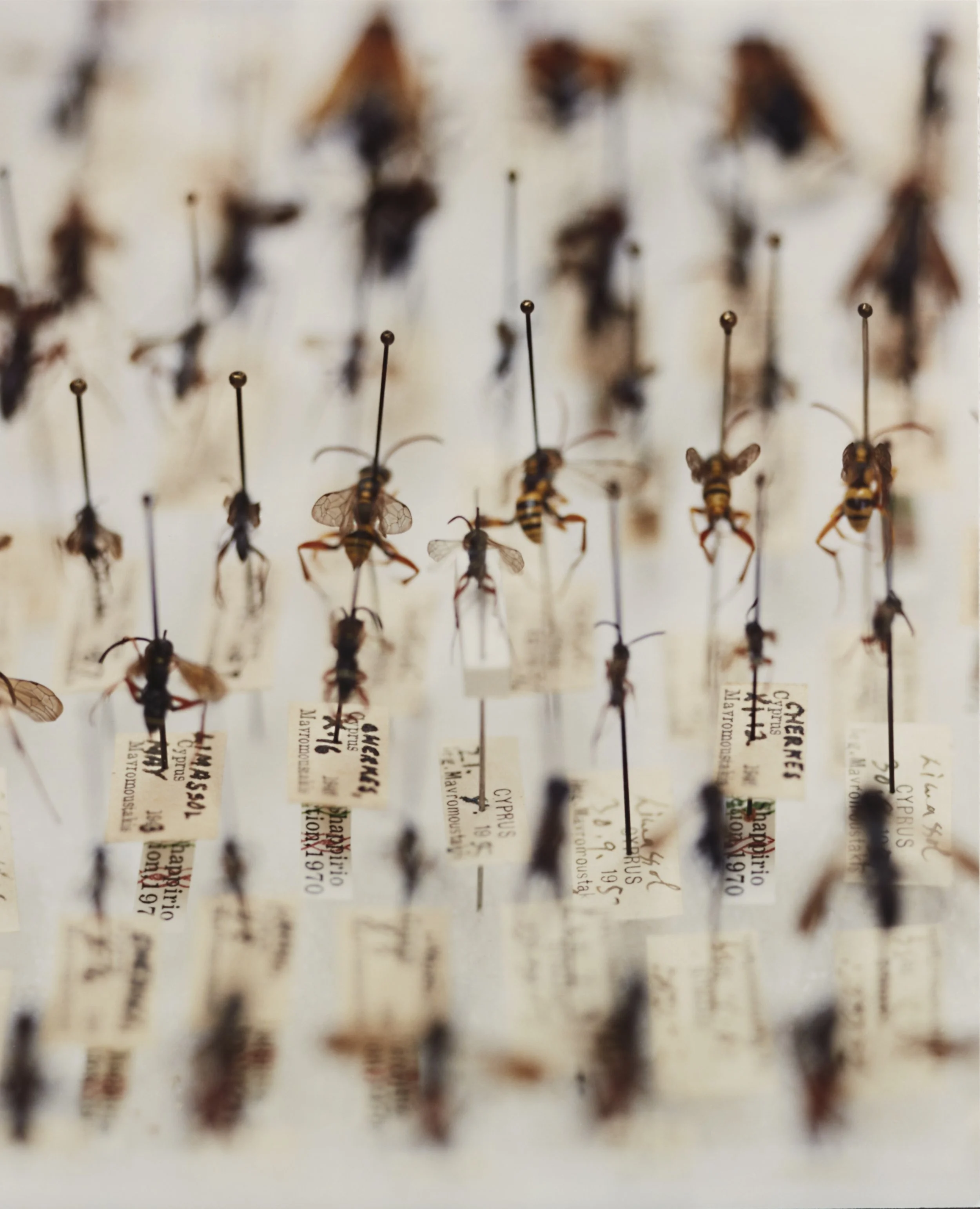 Simryn Gill, Social Insects 1 (2012); C-print and artist frame; 24 1/4 x 19 1/2 inches; Edition 1 of 2
