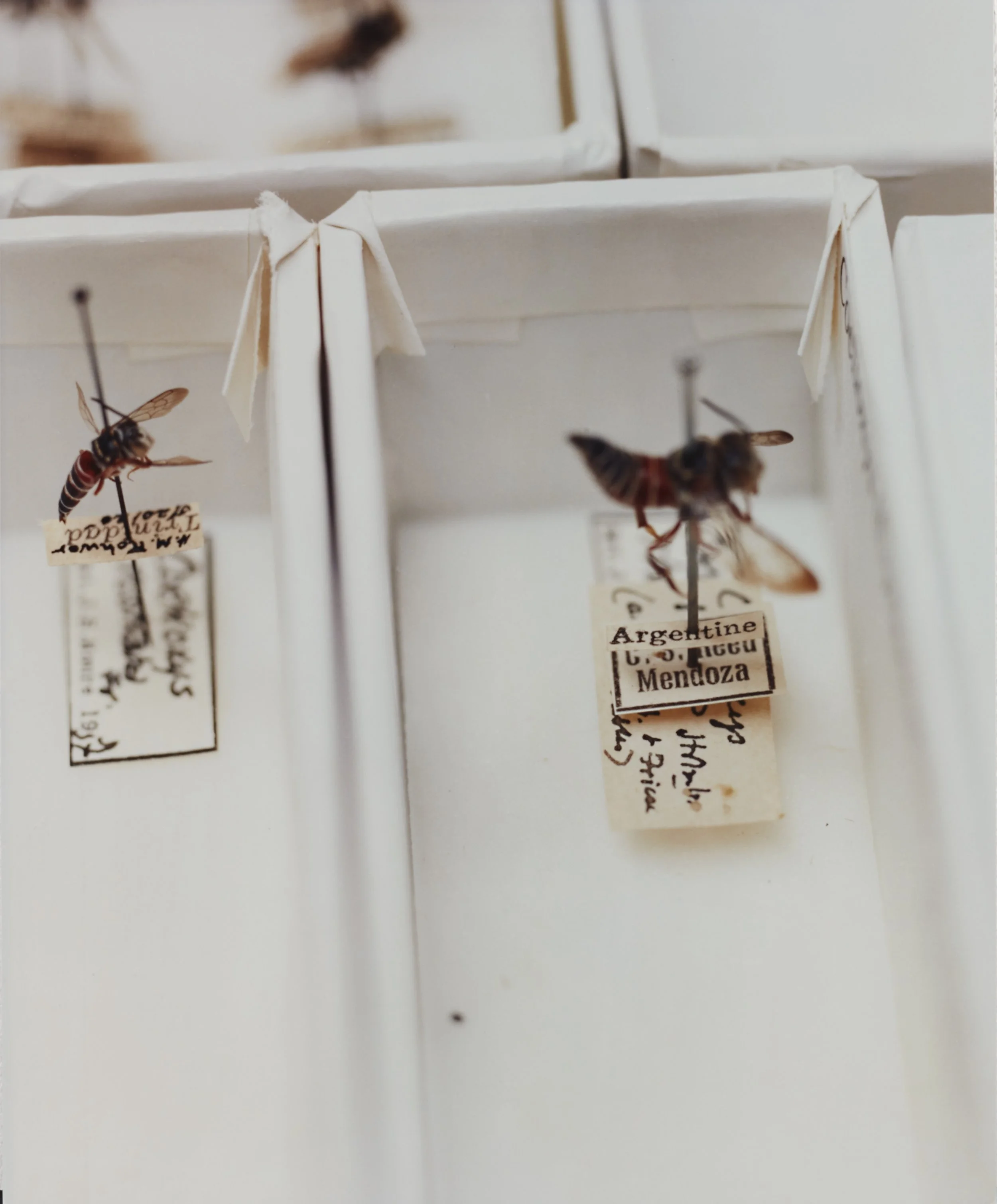 Simryn Gill, Social Insects 2 (2012); C-print and artist frame; 24 1/4 x 19 1/2 inches; Edition 1 of 2