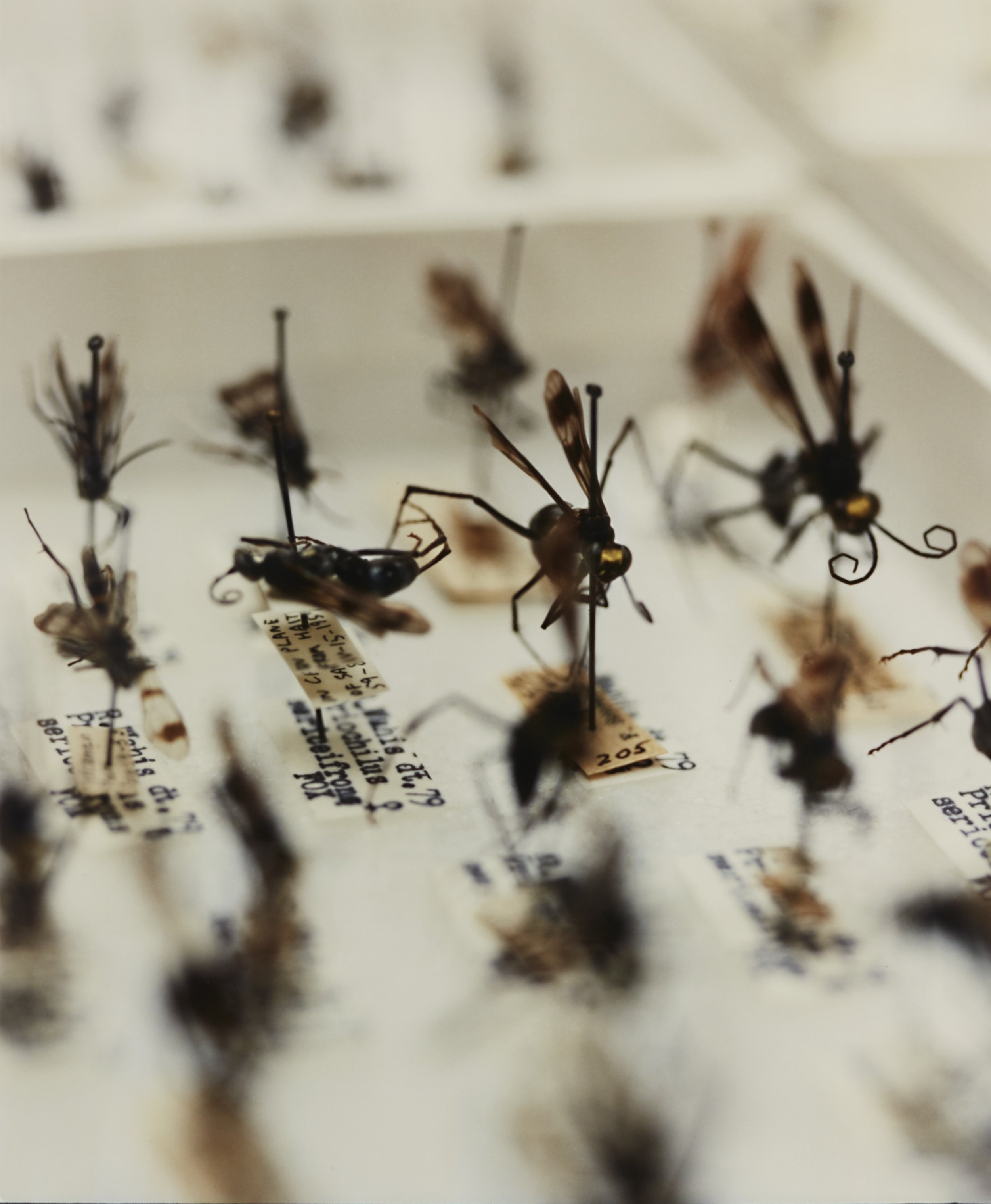 Simryn Gill, Social Insects 3 (2012); C-print and artist frame; 24 1/4 x 19 1/2 inches; Edition 1 of 2