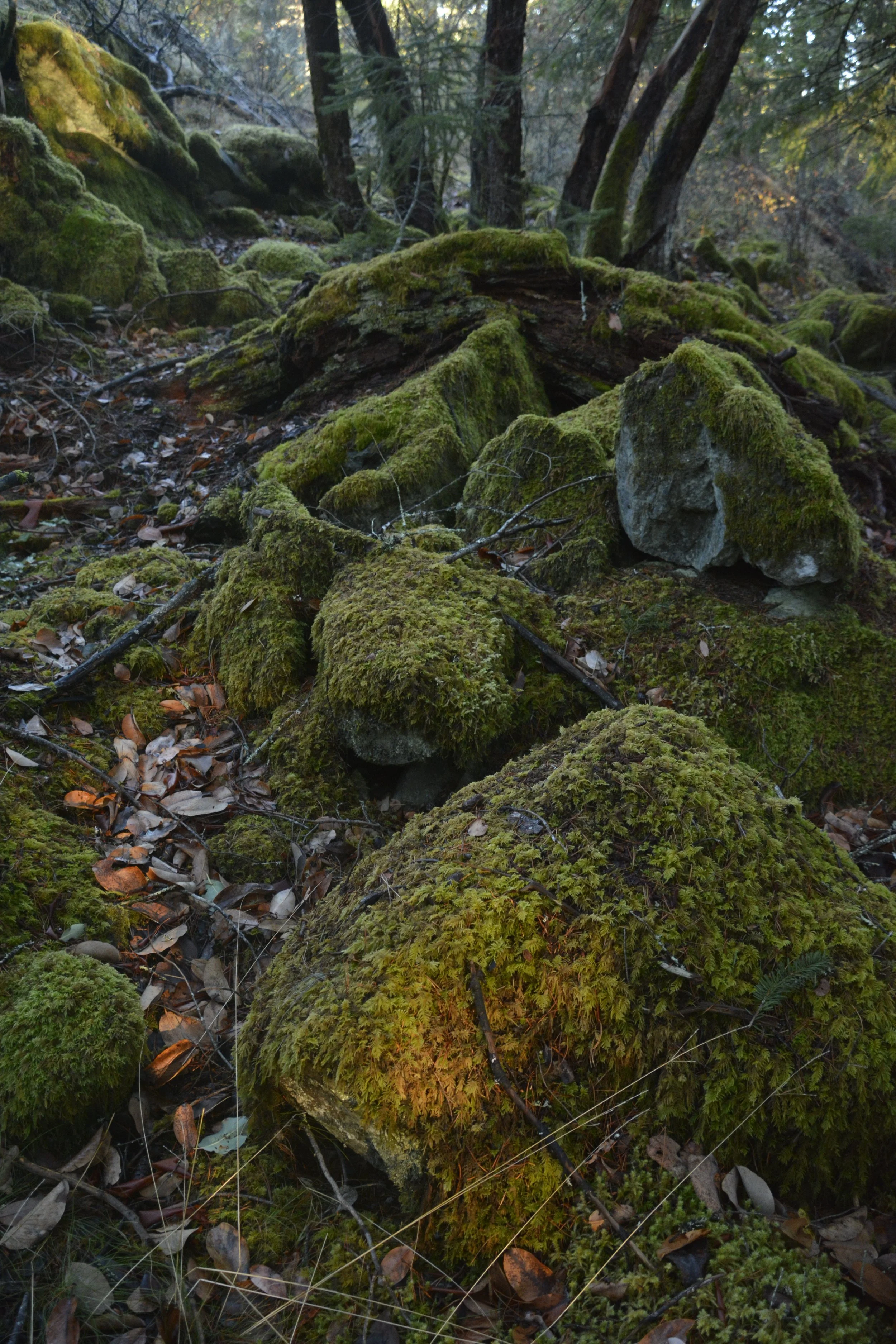 Issue 38: The Noble Eightfold Path Revisited (Hybrid Retreat with Than Ajaan Geoff | Aug 9-10)