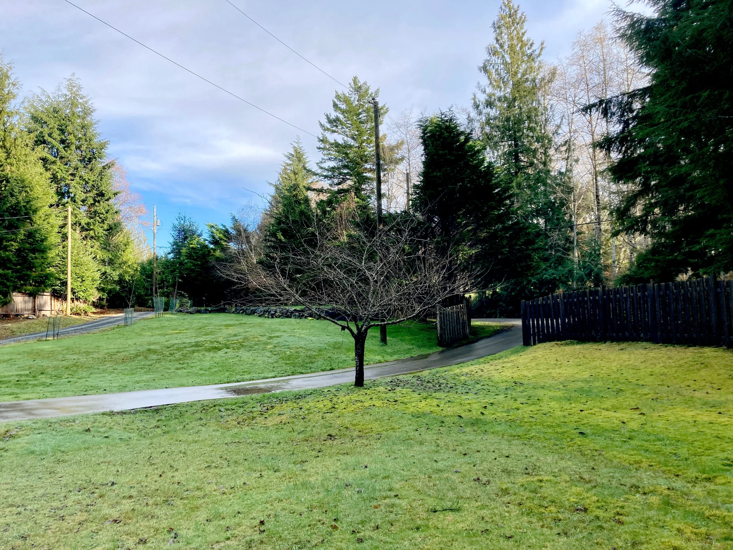 14 backyard.JPEG