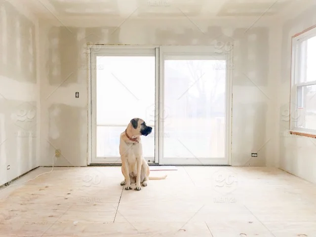 stock-photo-dog-construction-empty-bare-building-interior-walls-new-mastiff-renovation-95c8b515-33ee-41df-8004-d2a99c58ceff.jpg