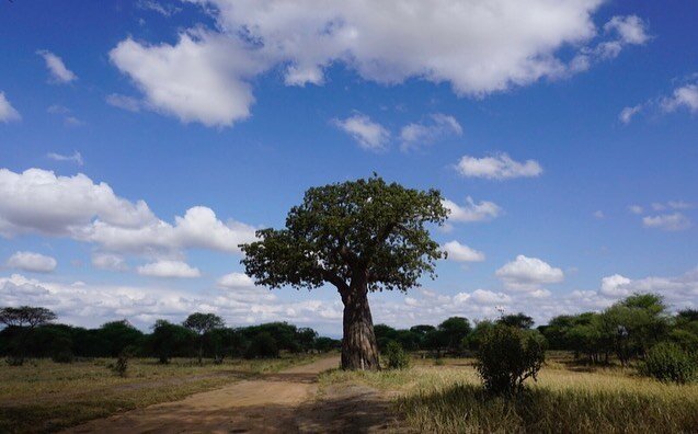 This tree came to me during a meditation today. I was lucky enough to see it in person last year while traveling in Africa. It is over 2,000 years old. It&rsquo;s message was, trust. So simple, yet most times so challenging. Trust, just as the tree d