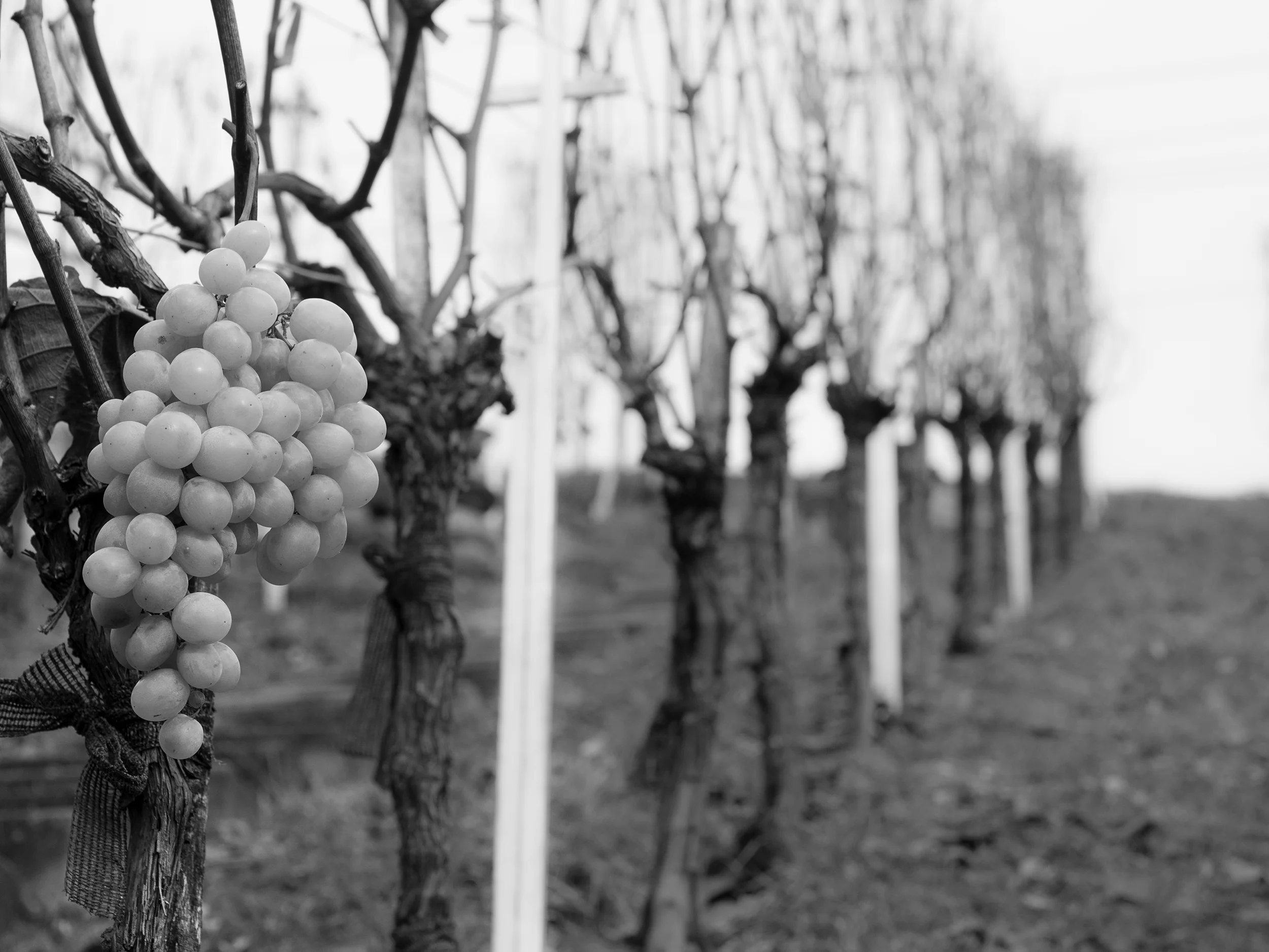 Brevalia_Grapes.jpg