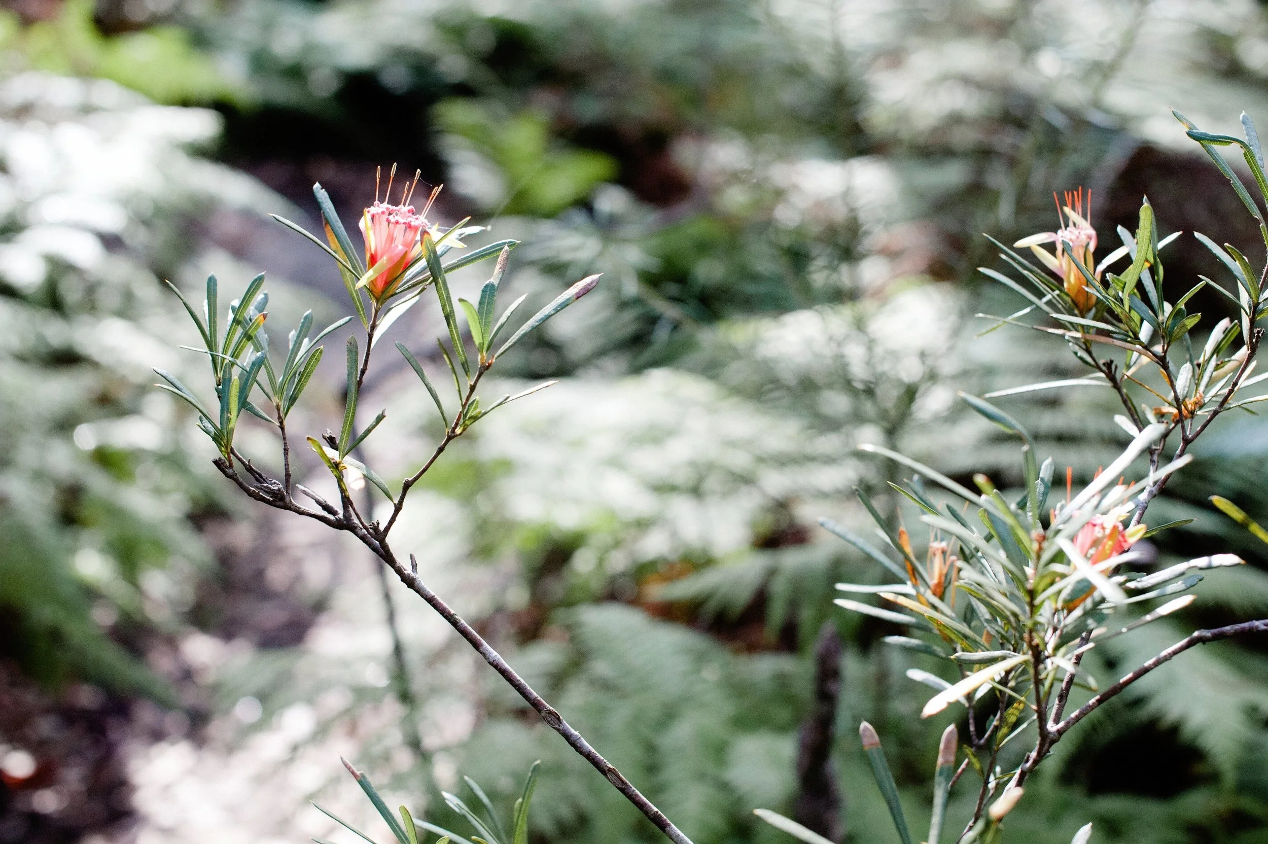 Events — Nature & Wellbeing Australia