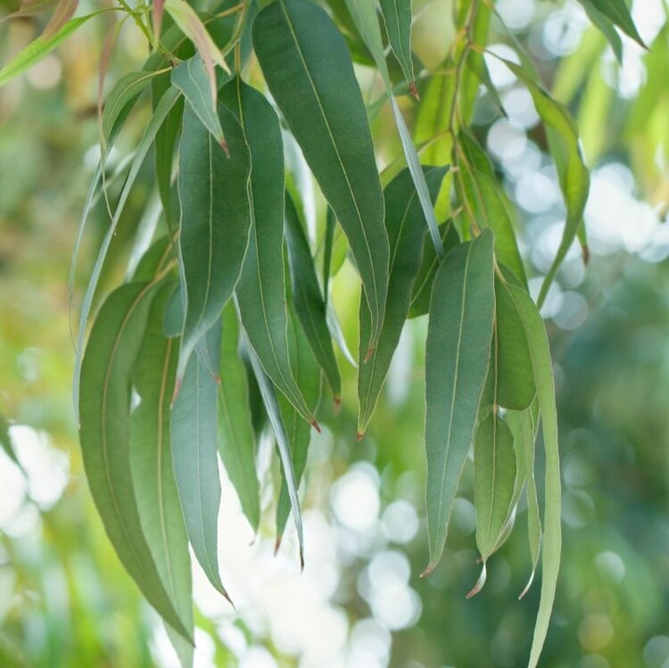 Eucalyptus+globulus.jpg