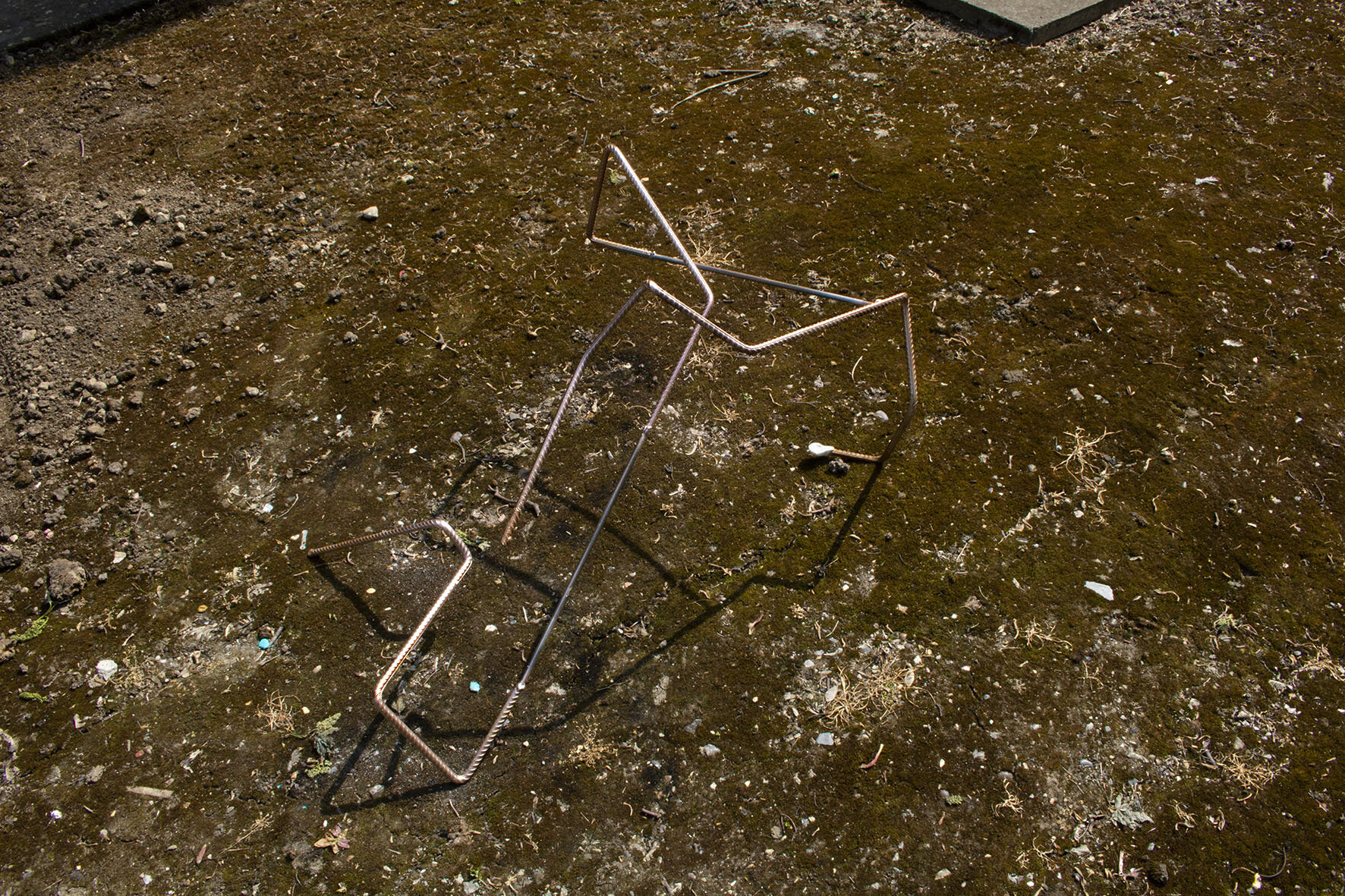 hierro musgo 9299_low.jpg