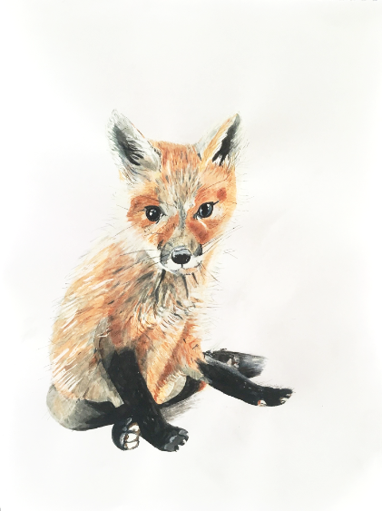 Fox cub