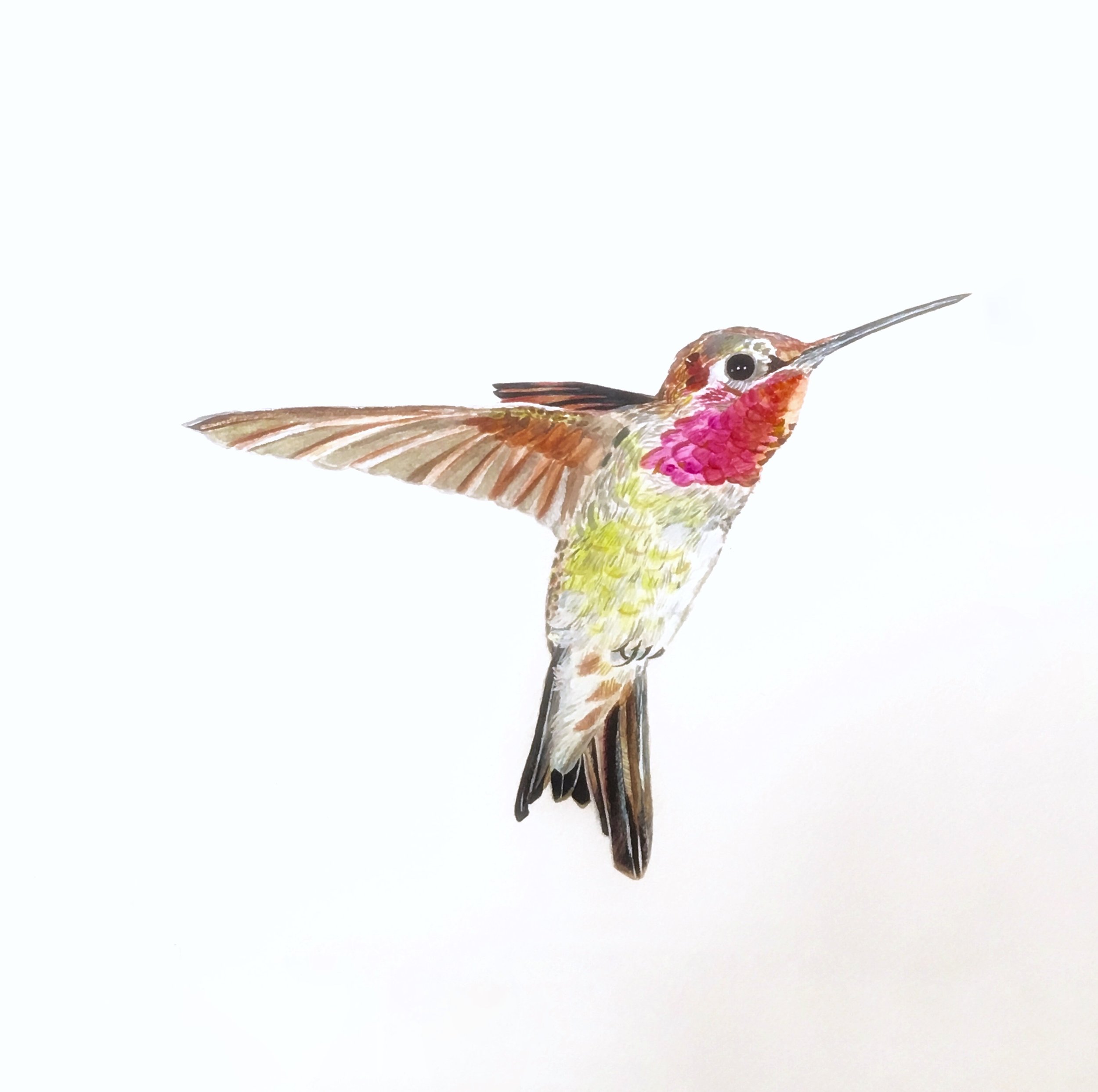 Hummingbird for a Yoga Retreat Centre in the South of France - sold