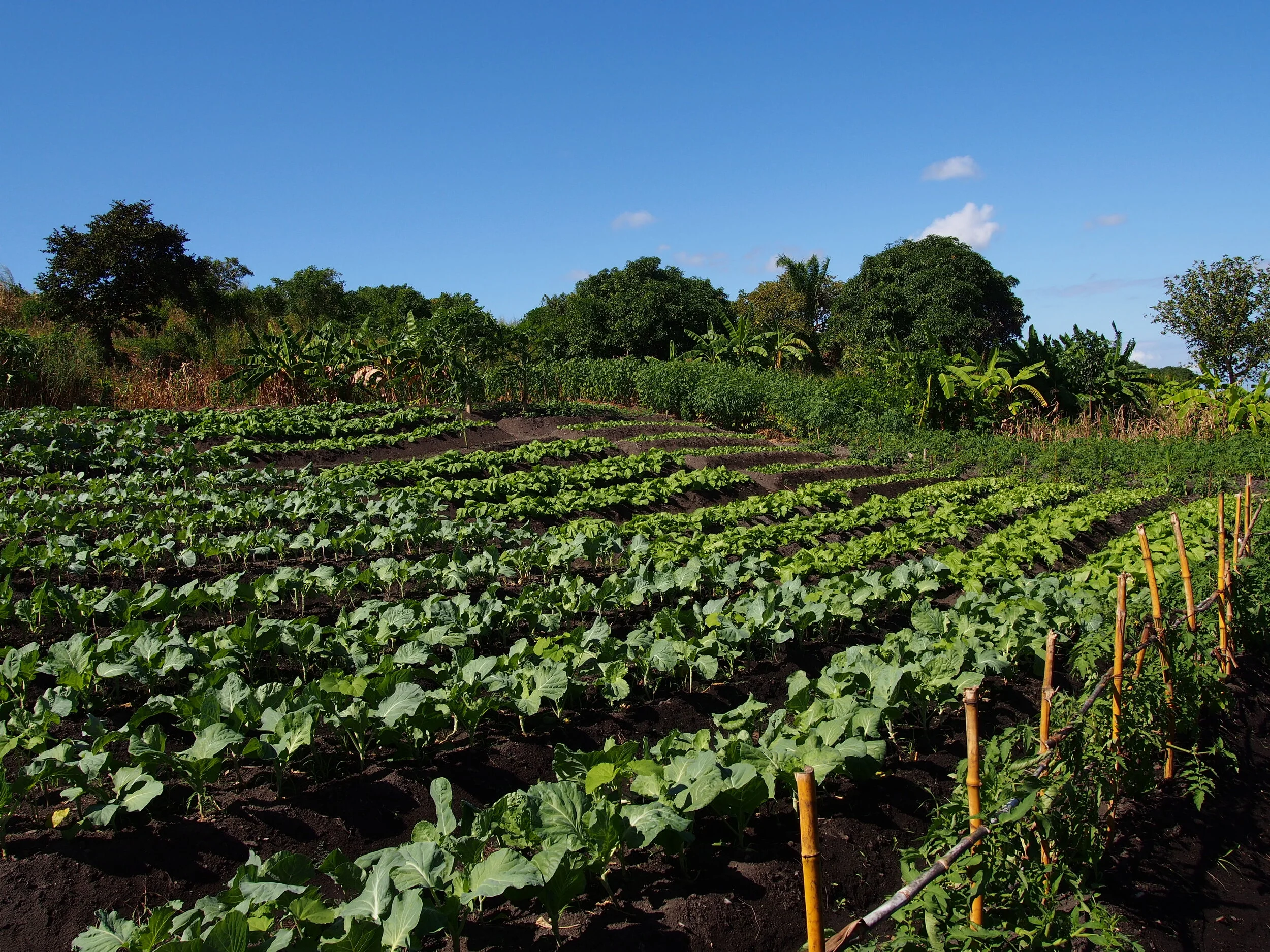 P6100337 Promokuvia HD Plants.JPG