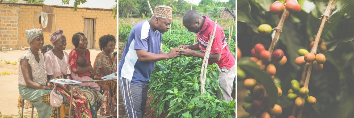 FFD Etusivukuva 2.png