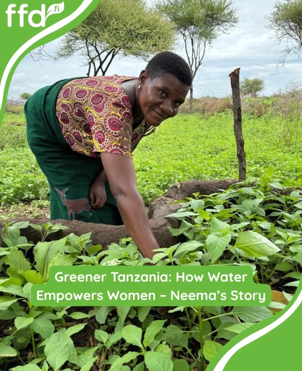 In the Maasai community in Tanzania, rainwater is a vital resource. 

The rainwater tanks provided through the Greener Tanzania project have transformed daily life: water collected from rooftops is directed into a 5,000‑liter tank, providing enough f