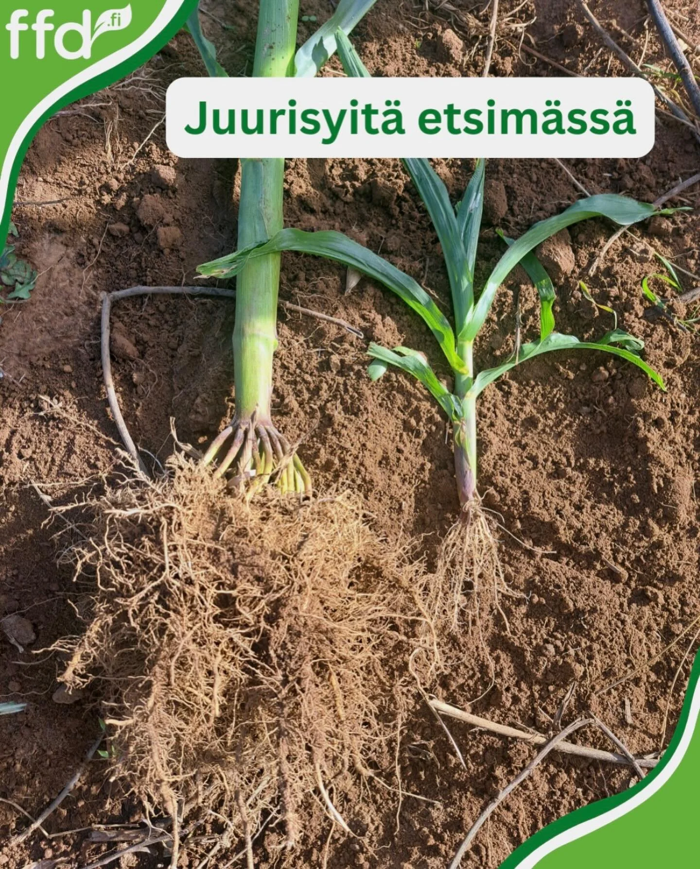 Oletko koskaan tutkinut kasvien juuria? 🌱

Pinnan alla ratkaistaan sato: vahva juuristo = parempi veden ja ravinteiden saanti. Tansaniassa kaivettiin maata, vertailtiin juuria ja opittiin, miten pienet erot maaper&auml;ss&auml; selitt&auml;v&auml;t 